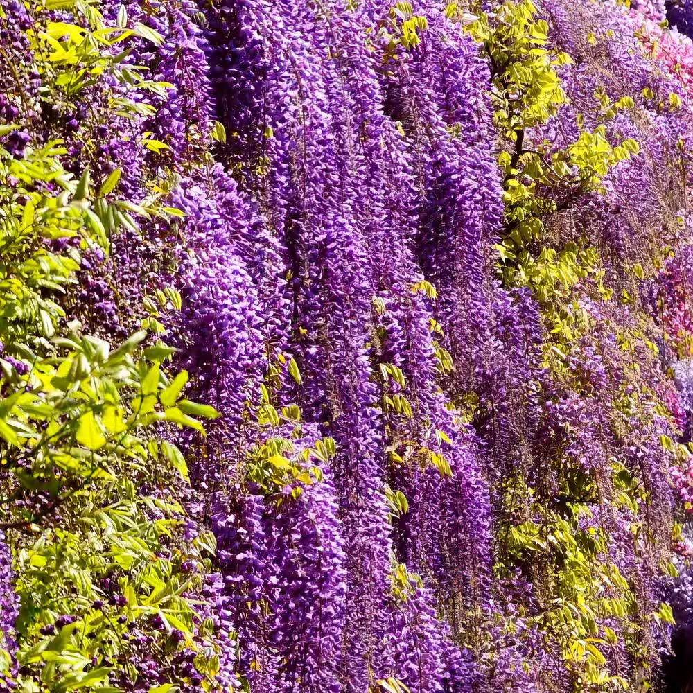 2.5 Qt. Black Dragon Wisteria Plant with Dark Purple Blooms