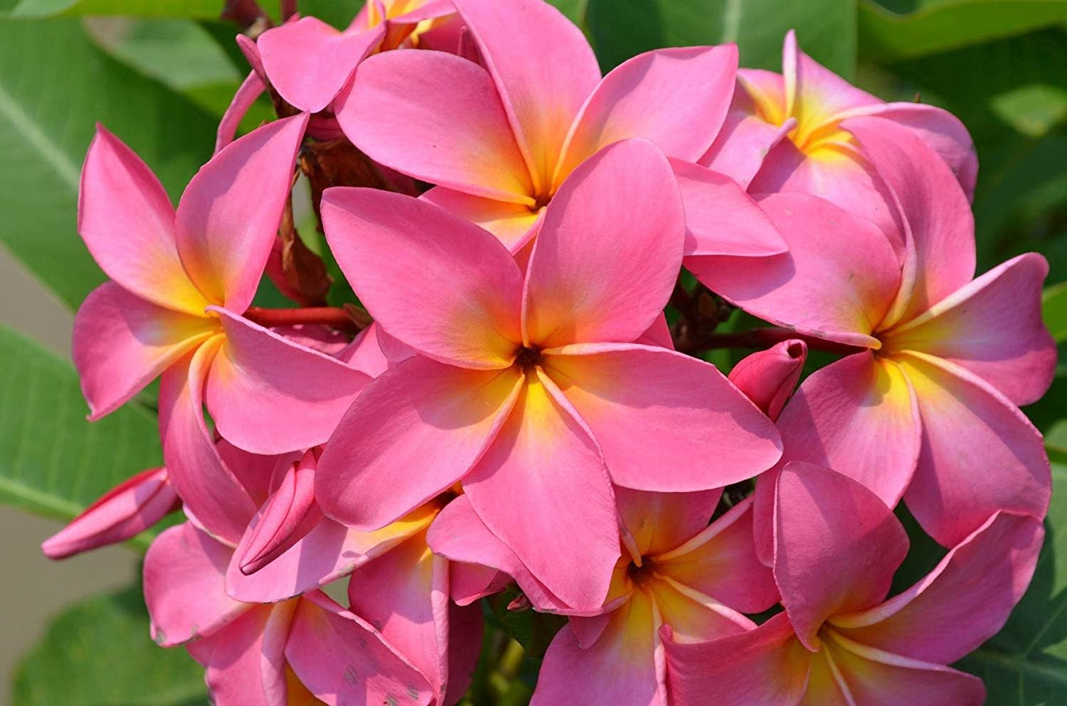Mixed Hawaiian Plumeria Frangipani Cuttings Red White Yellow Pink 8″-10″ Long (P