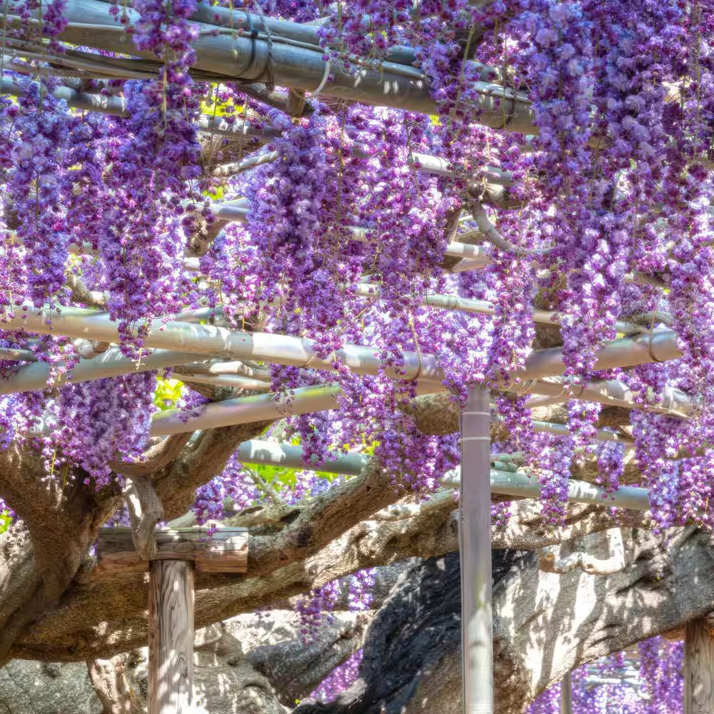 2.5 Qt. Black Dragon Wisteria Plant with Dark Purple Blooms