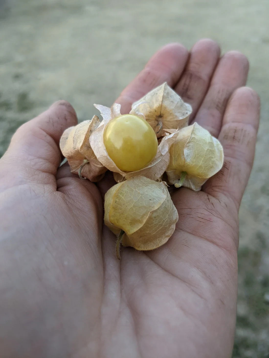 100+ seeds Aunt Molly’s ground cherry/ husk cherries/cape gooseberry-organic