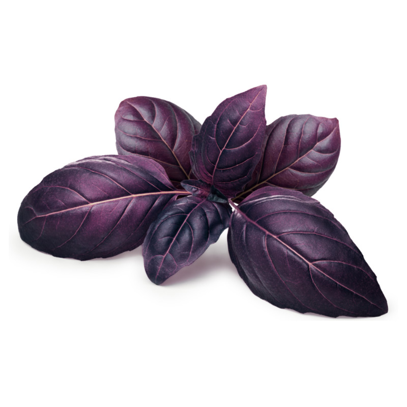 200 RED RUBIN BASIL SEEDS ~ heirloomseedguy ~ 2026 ~ NON-GMO