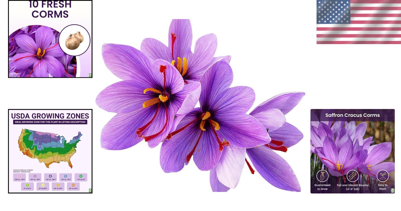 Perennial Saffron Crocus Corms – 10 GMO-Free Large Bulbs, Attract Pollinators