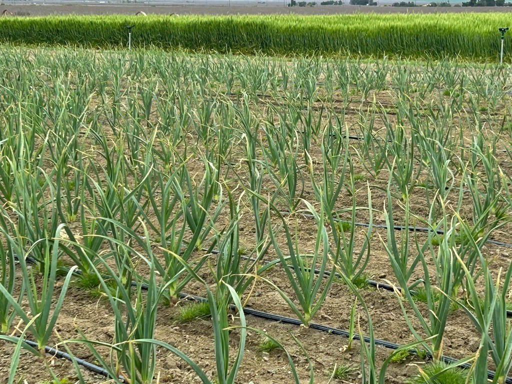 USDA Organic Romanian Red Garlic Bulbs | Spicy Gourmet Garlic | California Grown