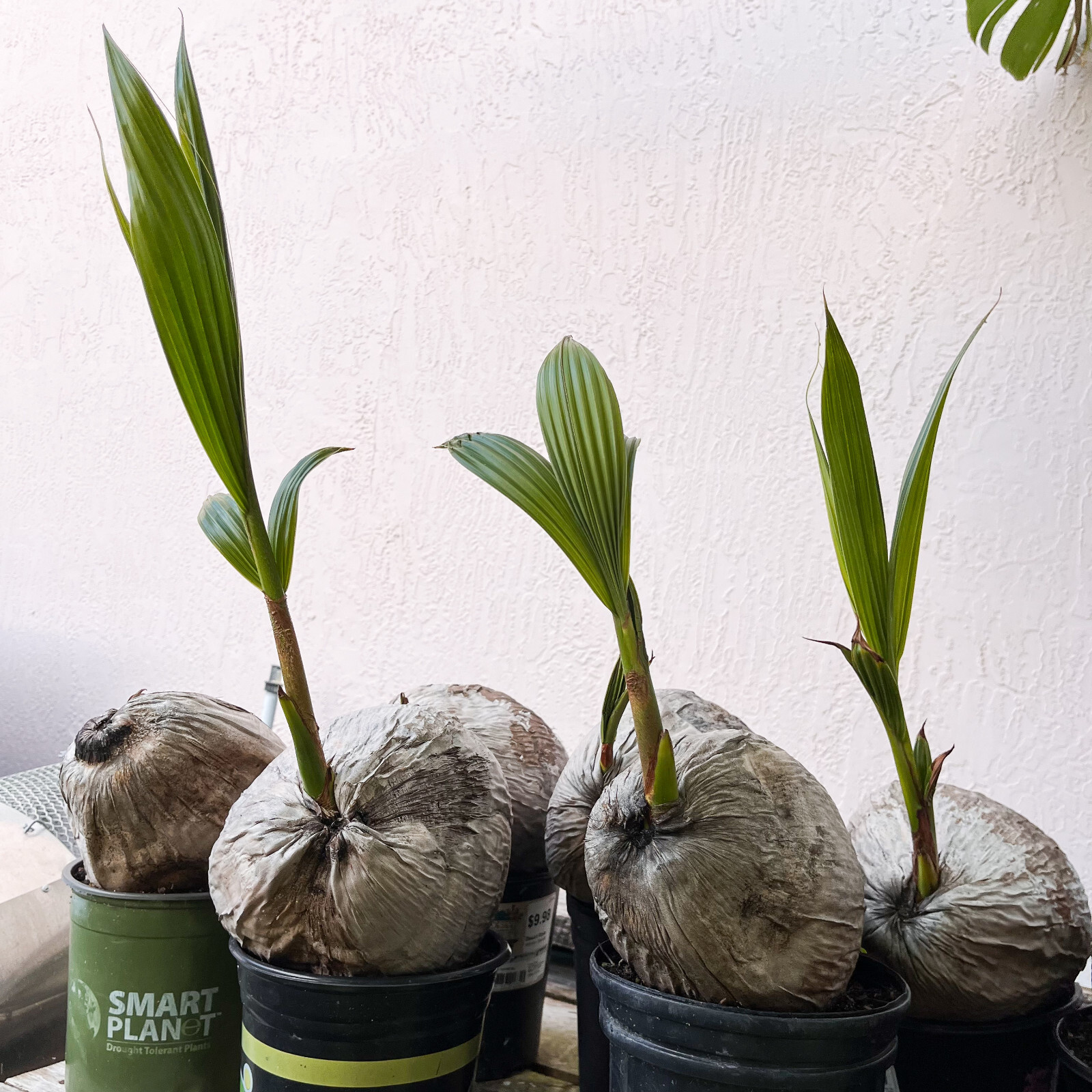 Coconut Palm Live Plant – FREE SHIPPING – Green Malayan Dwarf – 4″ to 10″ Tall