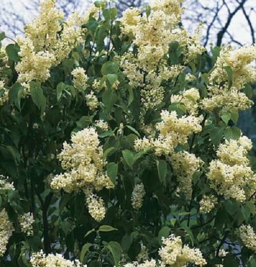 ( 1 ) – Primrose Yellow French Lilac syringa – Starter Plant ( 7L )