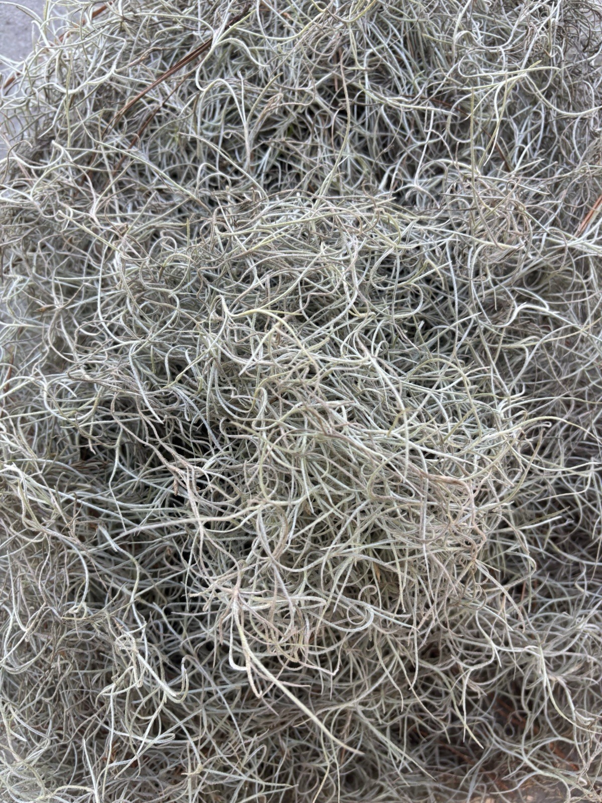 🌿 5 Pounds Natural Spanish Moss – Organic, Crafts, Décor, Terrariums & Gardens