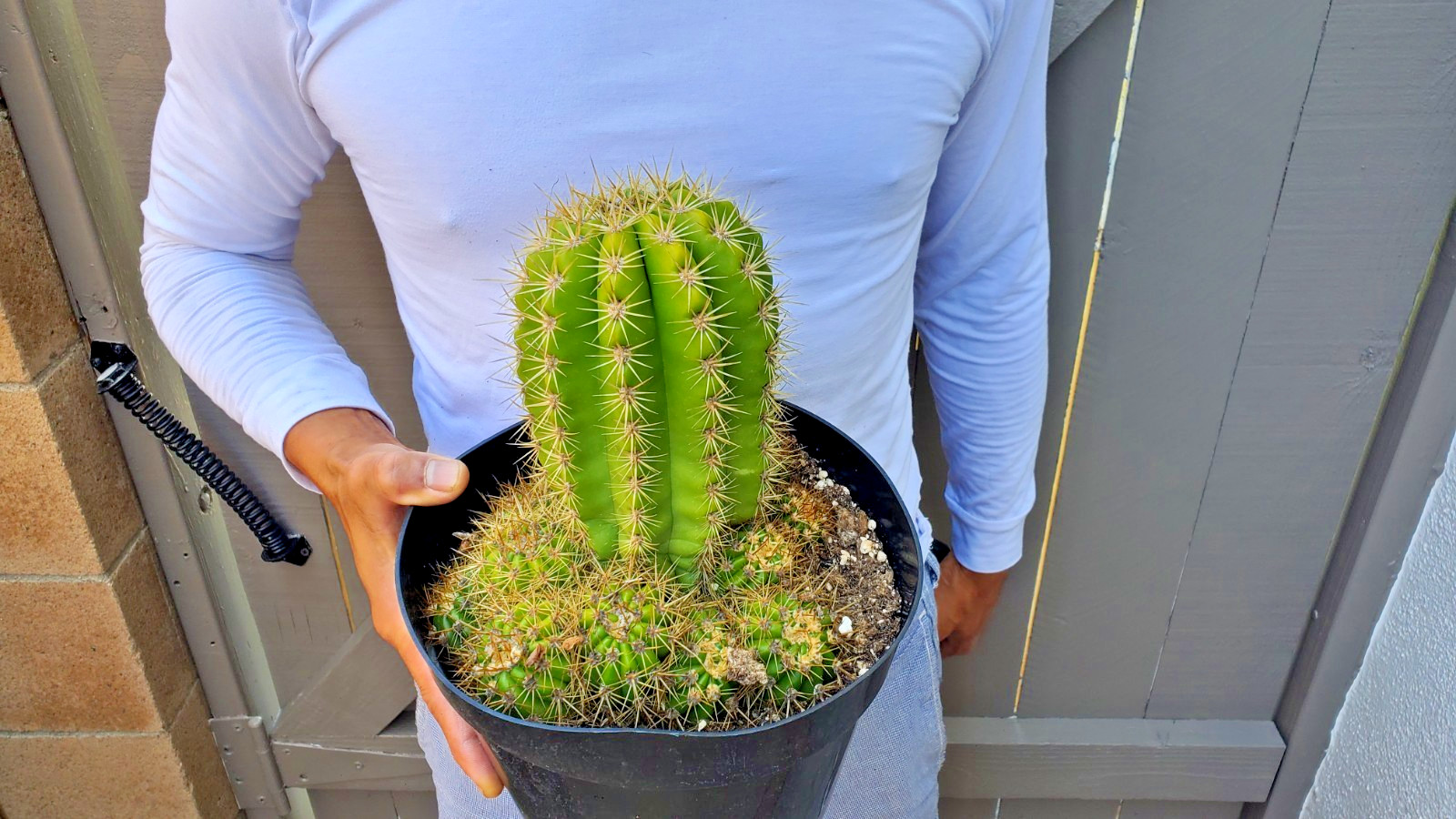 Sun Goddess Cactus