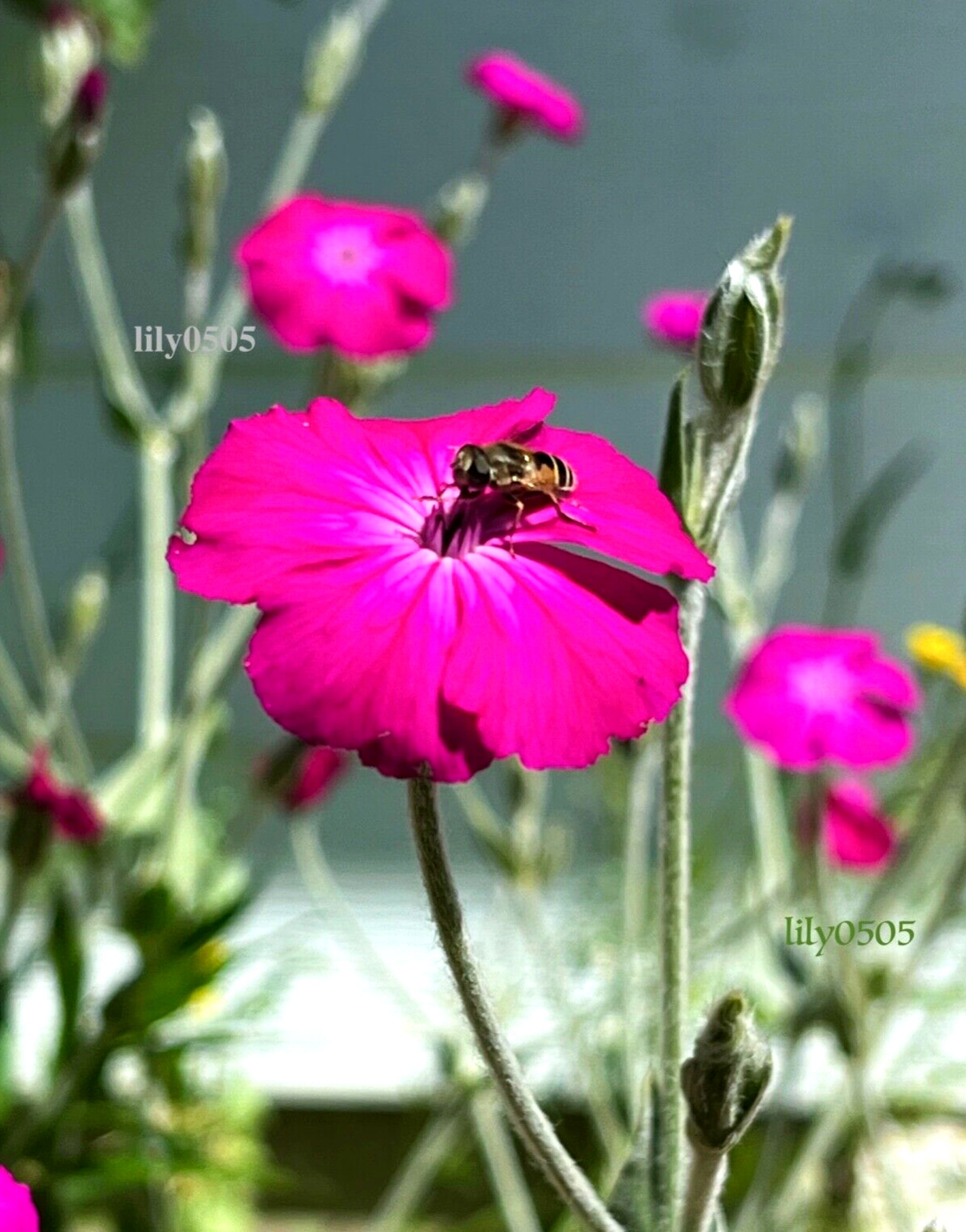 Rose Campion Heirloom Lychnis Coronaria Perennial Lot 5 Plants, Free Shipping