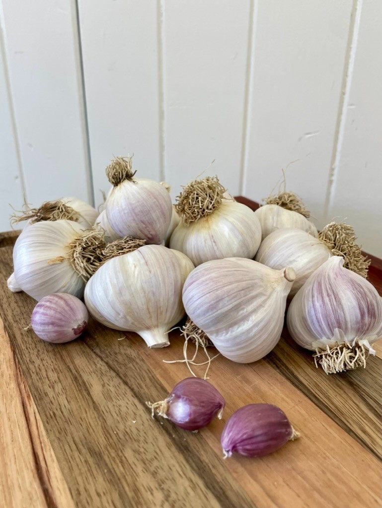 USDA Organic Romanian Red Garlic Bulbs | Spicy Gourmet Garlic | California Grown