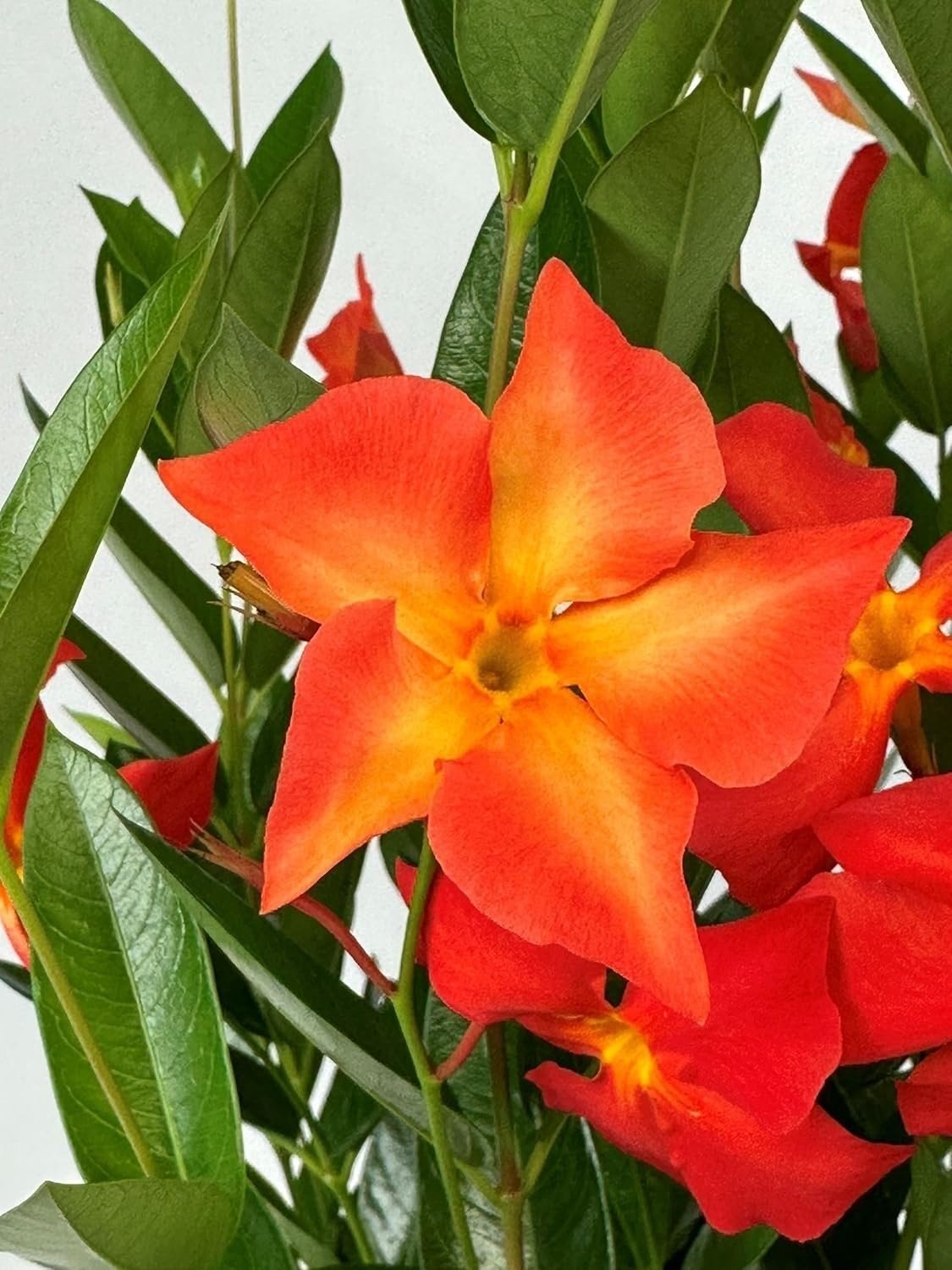 Mandevilla NEW! 2024 FiredUp Orange Starter Plant, Lot of 2