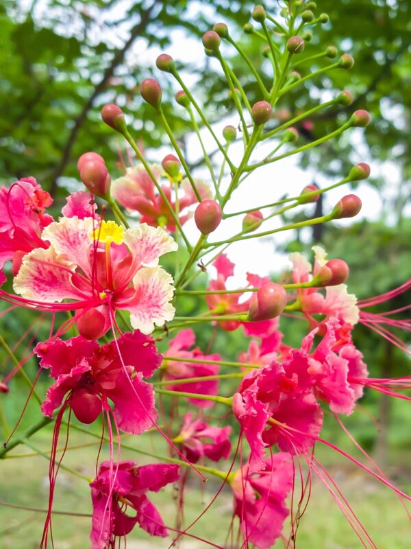 20 seeds Pink Caesalpinia Pulcherrima PRIDE OF BARBADOS Dwarf Poinciana