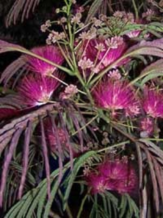 Albizia Summer Chocolate PURPLE MIMOSA TREE Seeds!