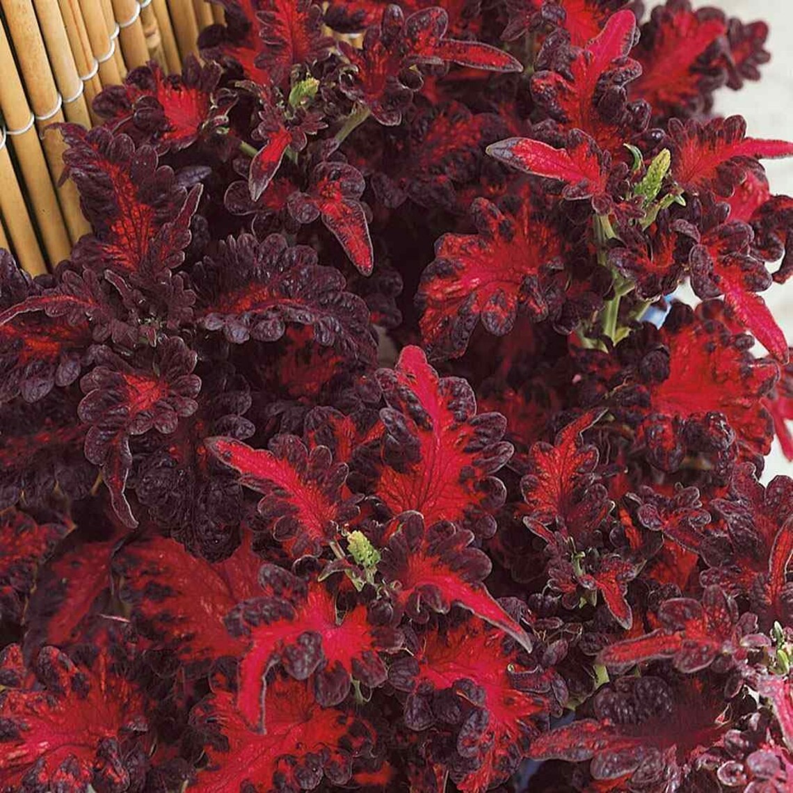 Coleus Seeds – Black Dragon 20 seeds / Coleus scutellarioides.