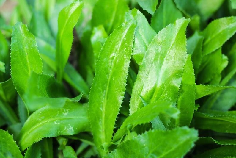 Culantro | 500 seeds | recao | CILANTRO| Seeds Mix ,8 Weeks Needed To Germinate
