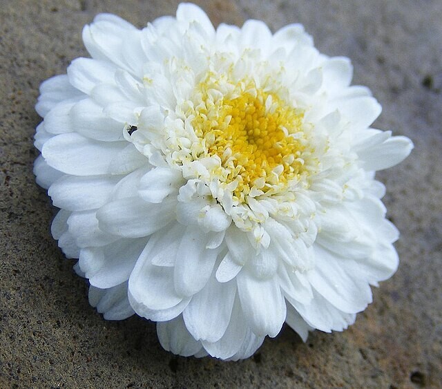 FEVERFEW SNOWBALL 200 SEEDS, TANACETUM PARTHENIUM FLORO PLENO