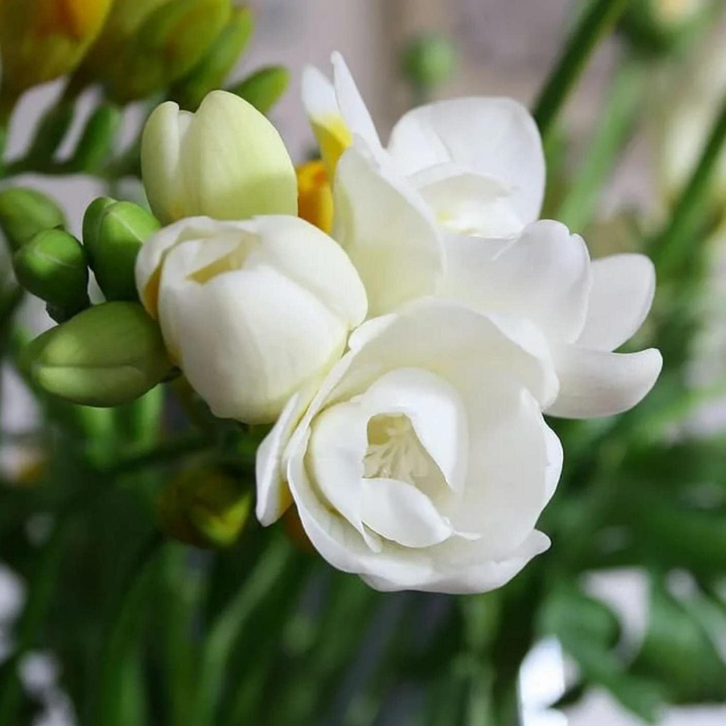 200+Climbing Jasmine Flower Seeds Fragrant Plant for Planting Garden Home Four