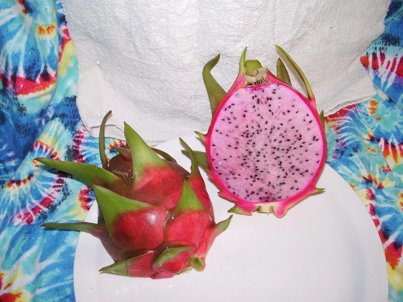 small DRAGON FRUIT CUTTINGS – MULTIPLE VARIETIES – 5″ inches for grafting