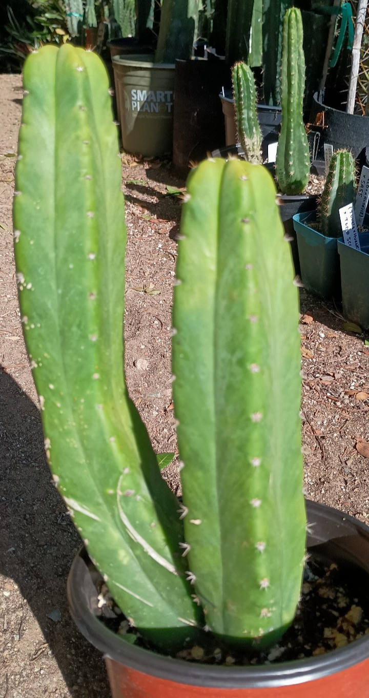 Echinopsis OG cactus grafting stock 10″ double columns on mature rooted stock