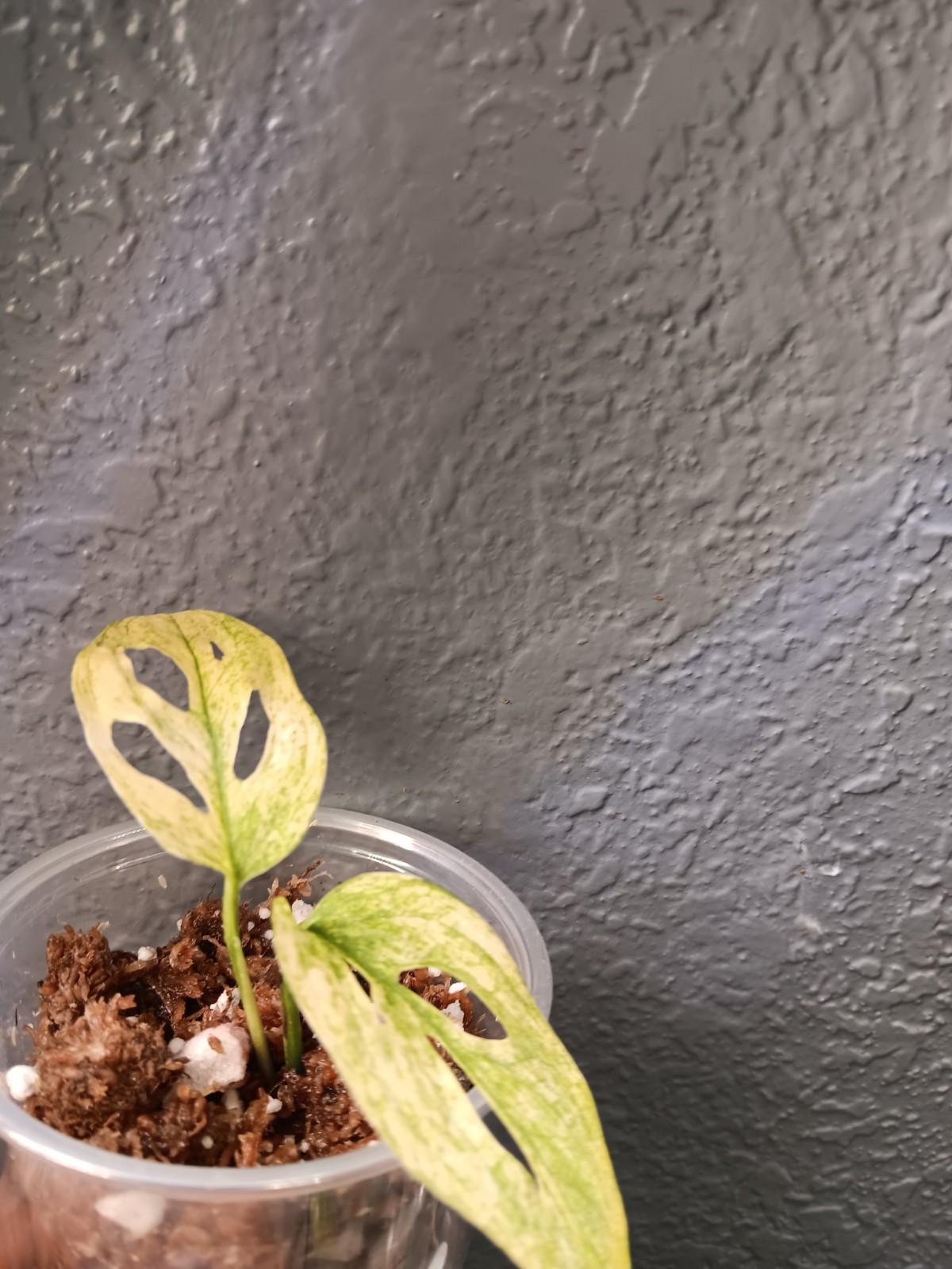Aurea Adansonii Double Windows A BEAUTY Top Cut Unrooted In My SOIL.