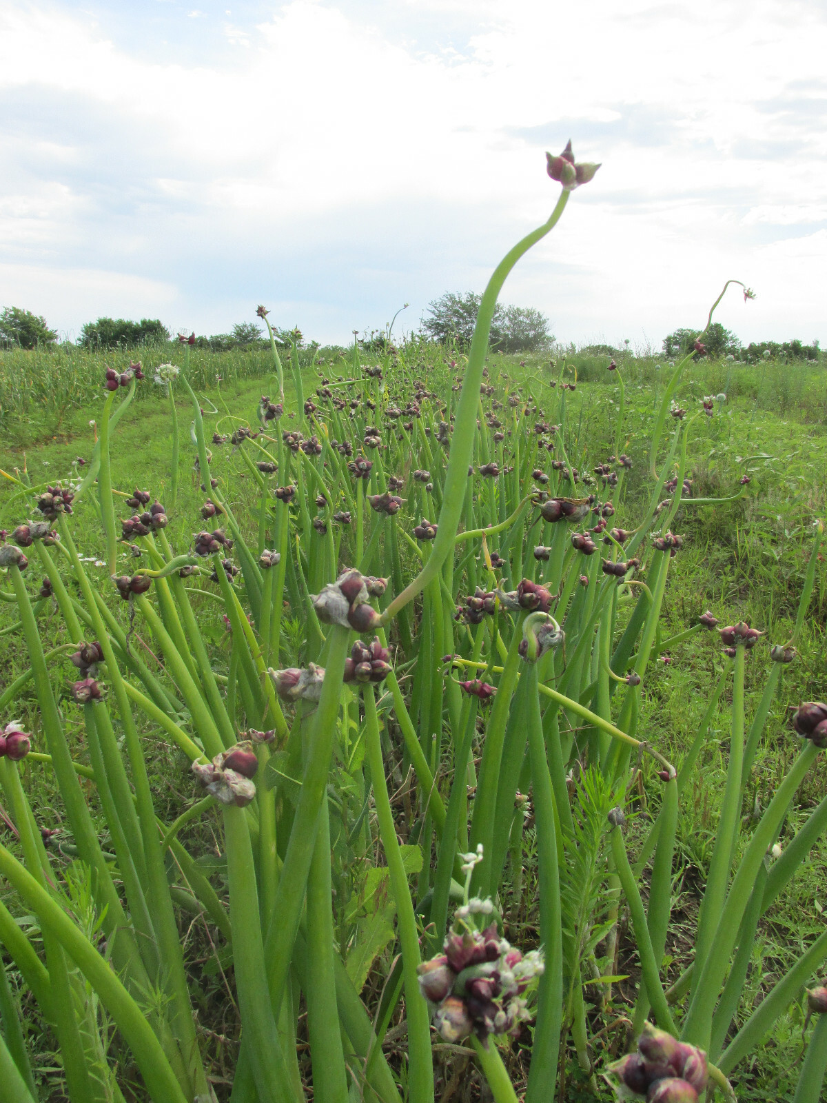 Egyptian Walking Onions, Mature Bulbs and Top Bulblets ~ Naturally Grown