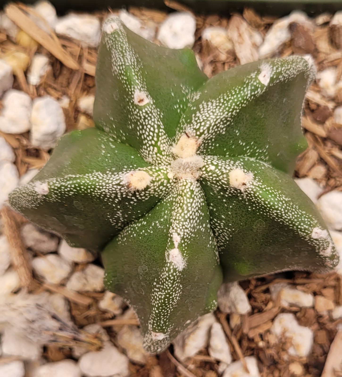Astrophytum Myriostigma Green With White Marginated Ribs 2″ Wide – Bare Root