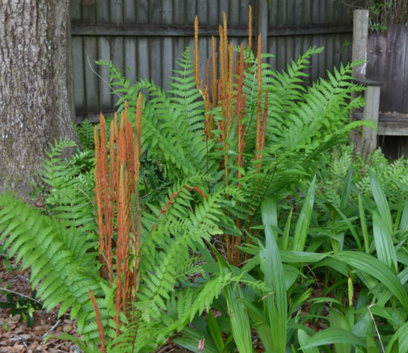 Set 5 Cinnamon Fern Rhizomes – Osmundastrum – Hardy Native Fern – Zones 3–9