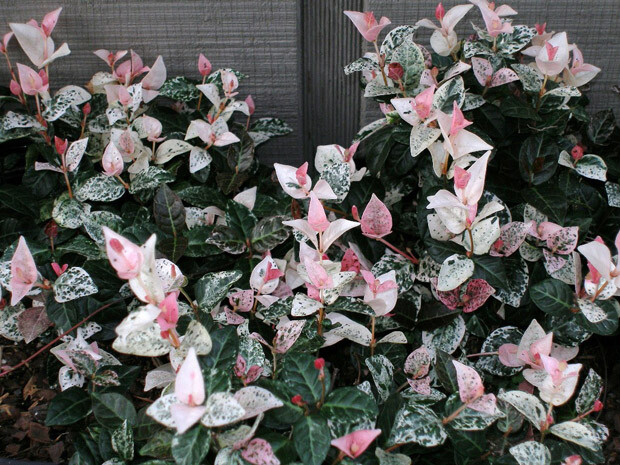 Snow N Summer™ Asian Jasmine Vine – Live Plant – ( 1 QT )