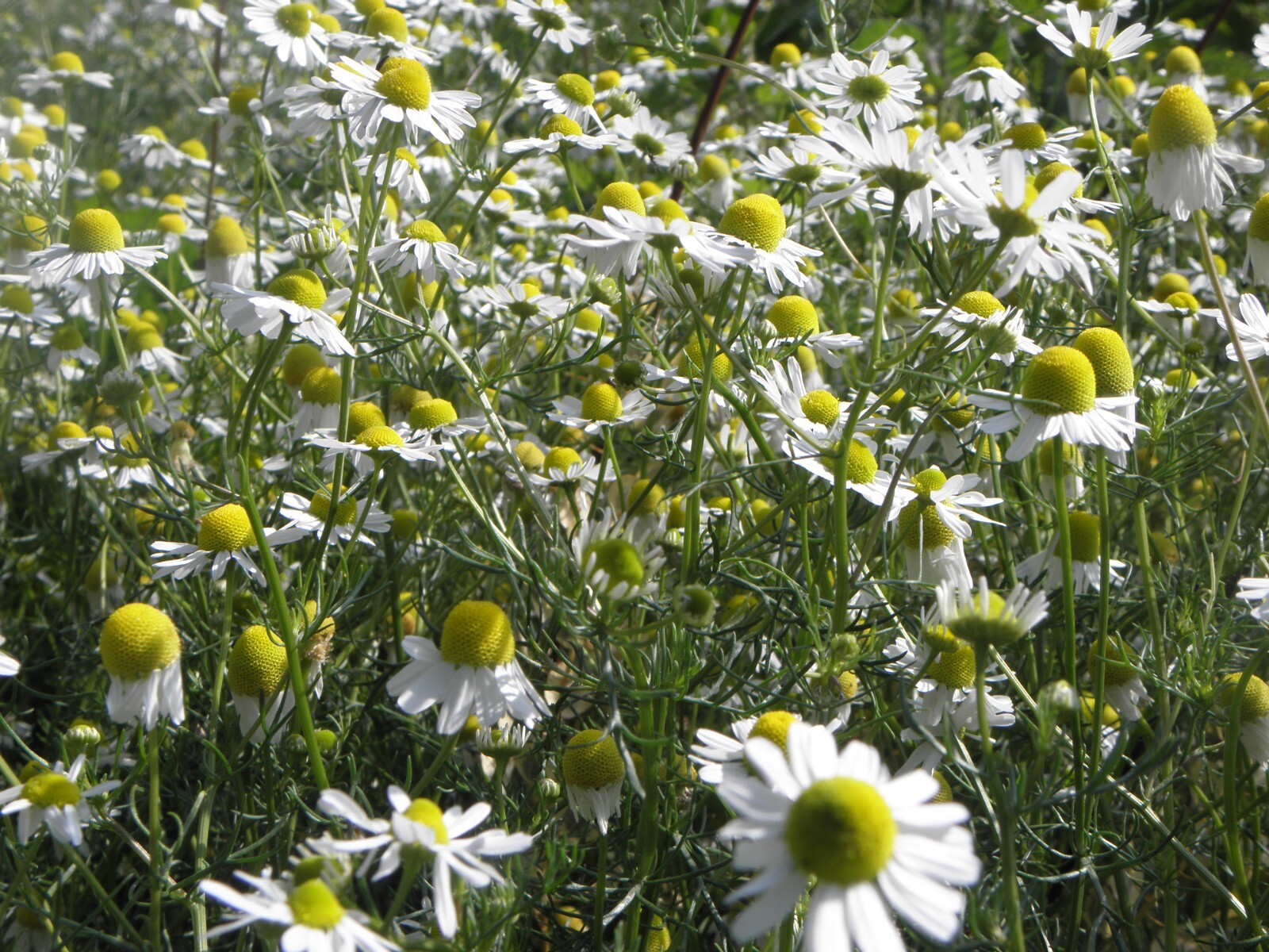 2000 German Chamomile Seeds – Matricaria recutita – Non-GMO Medicinal Herb