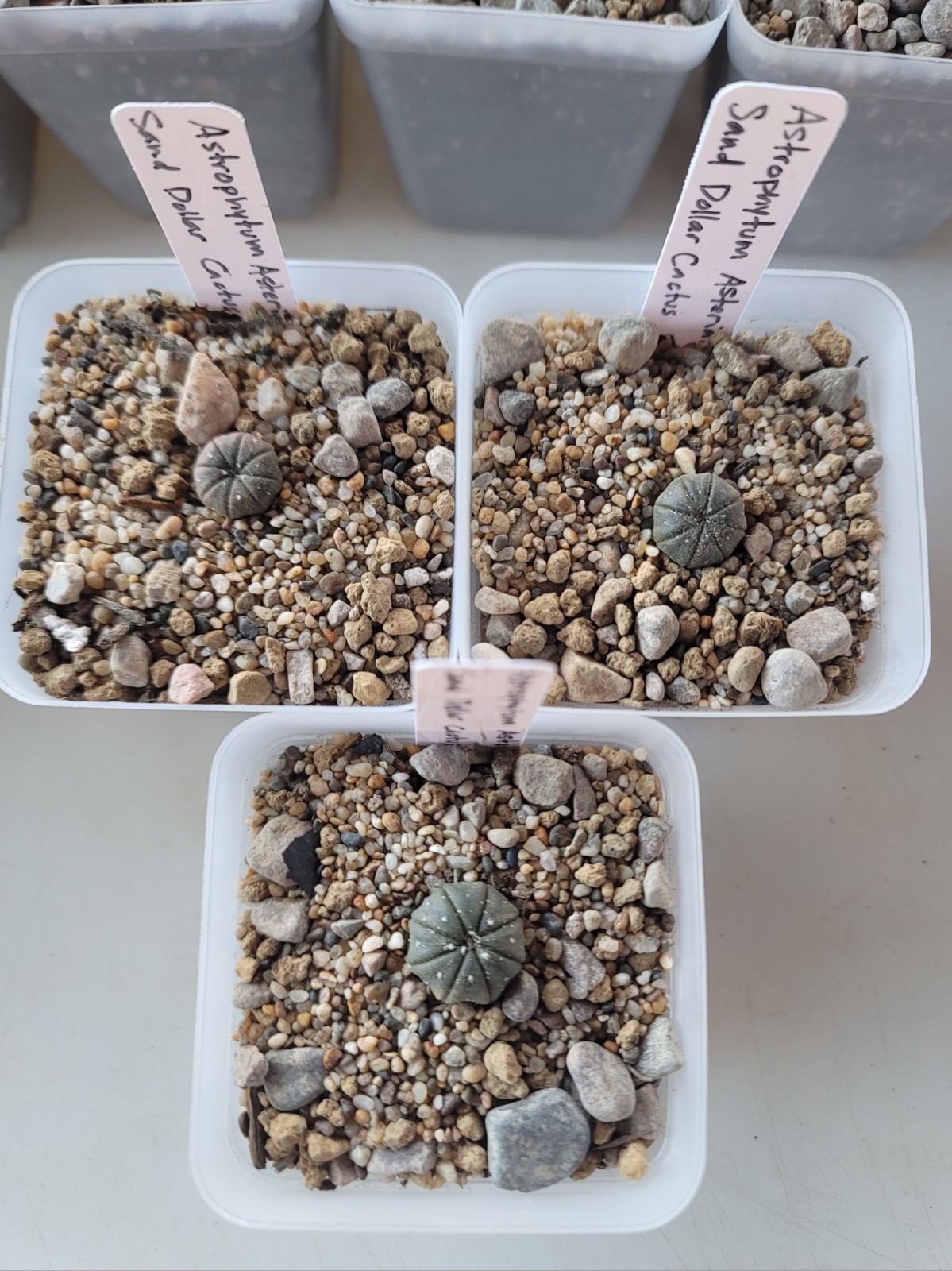Live Rooted Astrophytum Asterias “Sand Dollar” Cactus In 3″ Pot