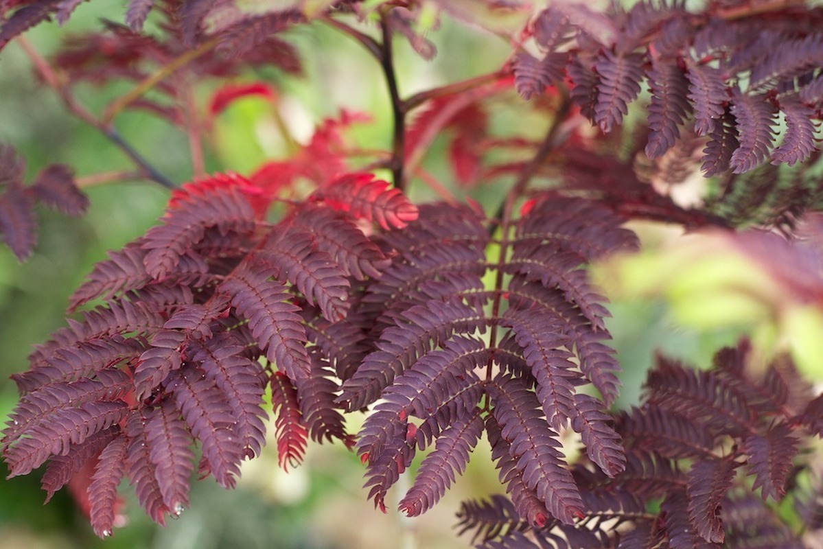 Albizia Summer Chocolate PURPLE MIMOSA TREE Seeds!