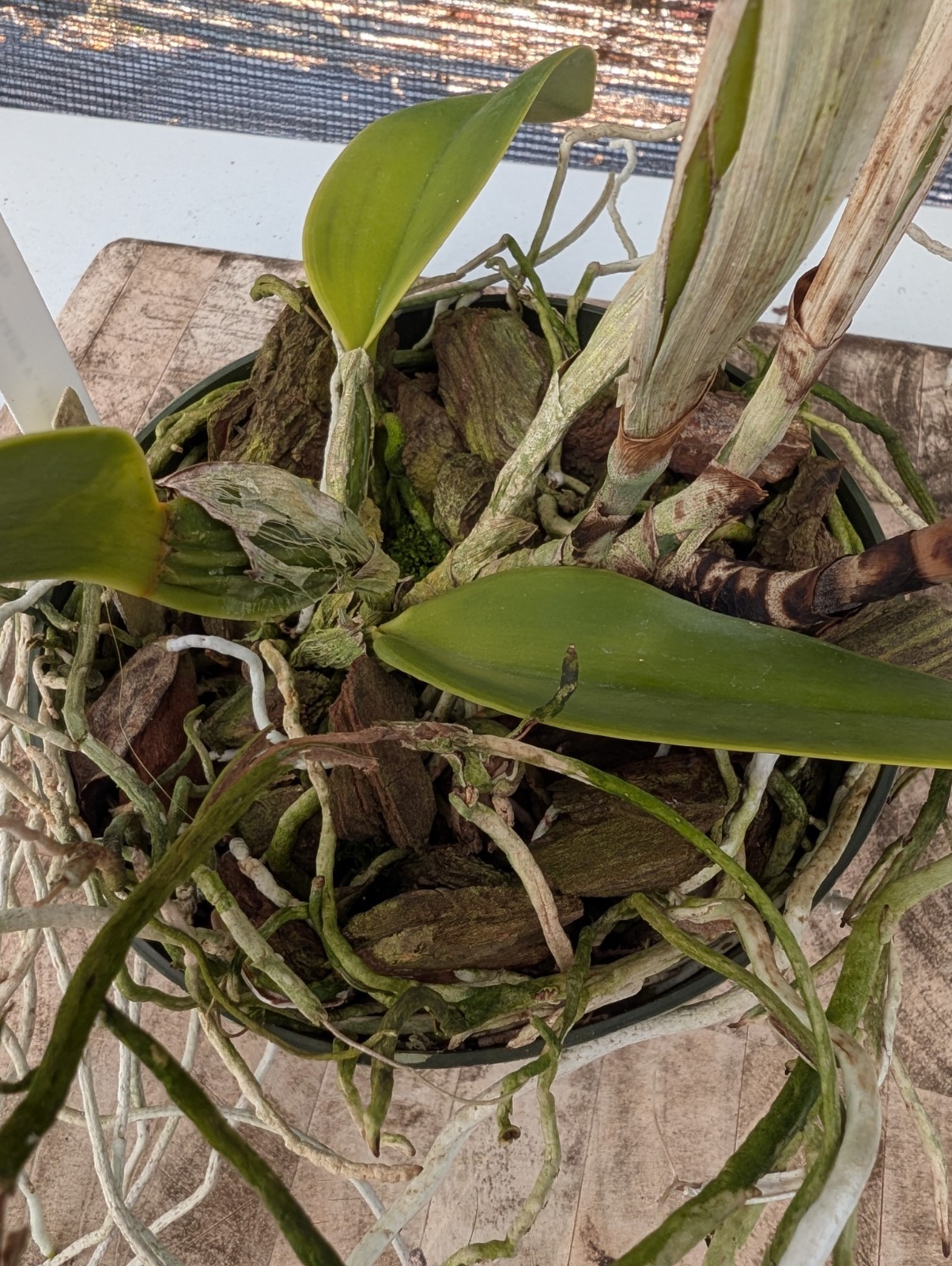 Orchid Eros- C. dowiana v. aurea x sib