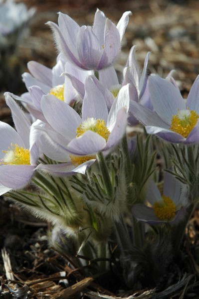 Anemone patens var. wolfgangiana | Pasque Flower | 10_Seeds