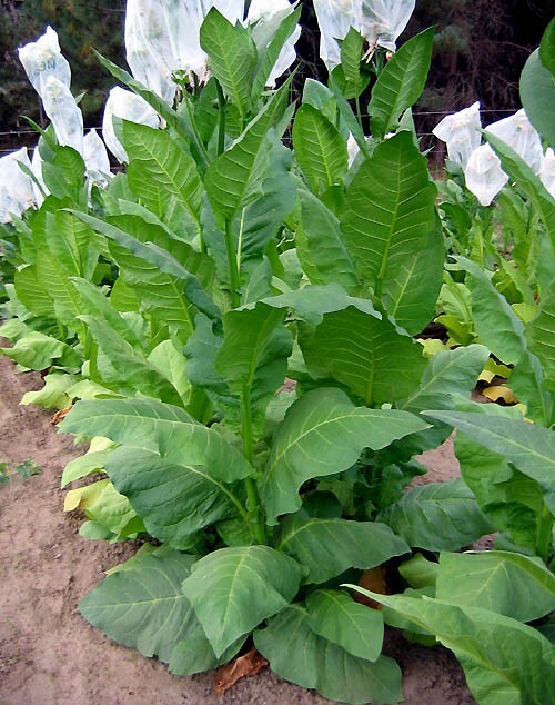 1000 Nostrano Del Brenta Tobacco Seeds Heirloom Cigar Wrapper Nicotiana Tabacum