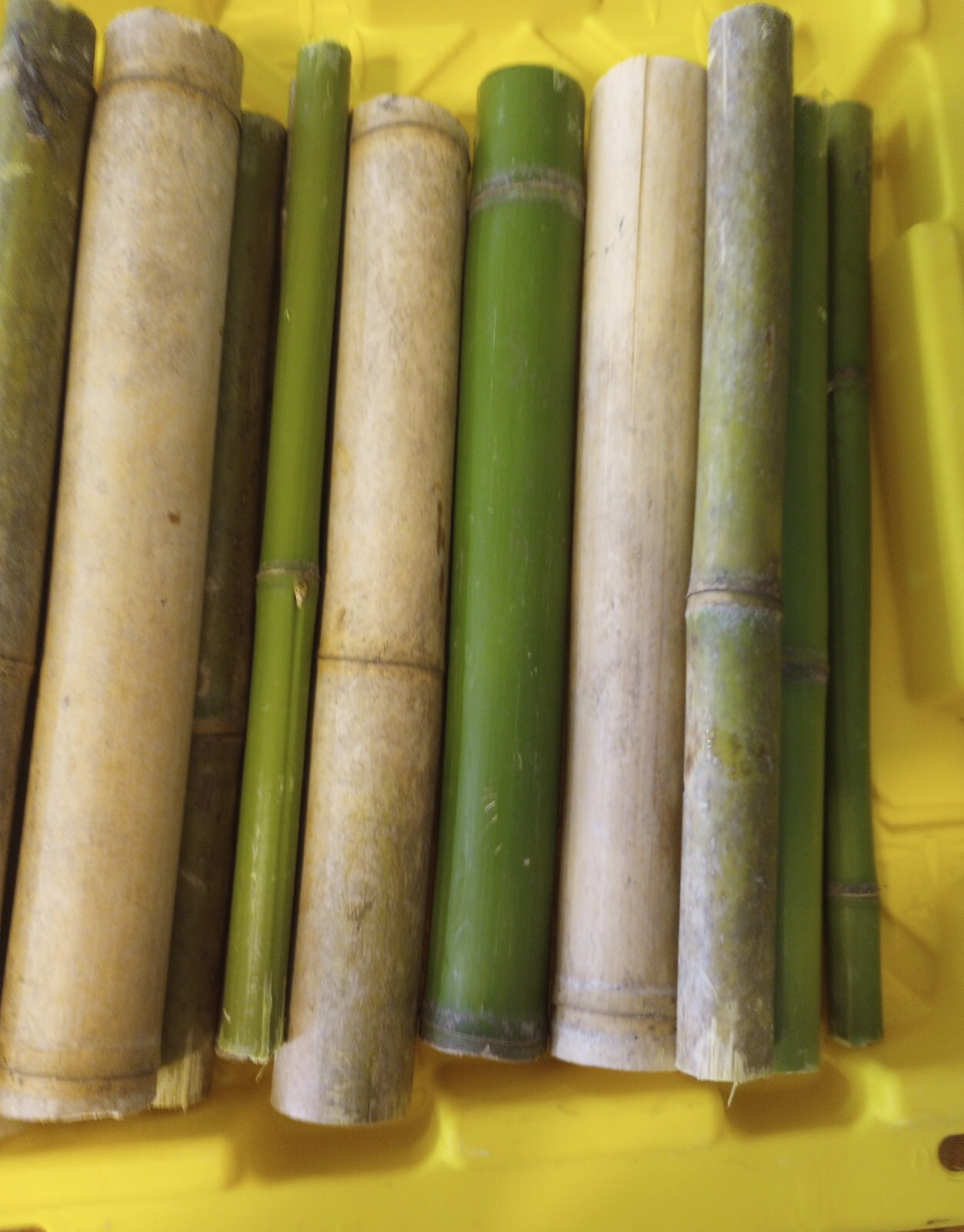 3 Bamboo Plants 3″ Live Starters Planting Now Organic All Season Rapid Growing