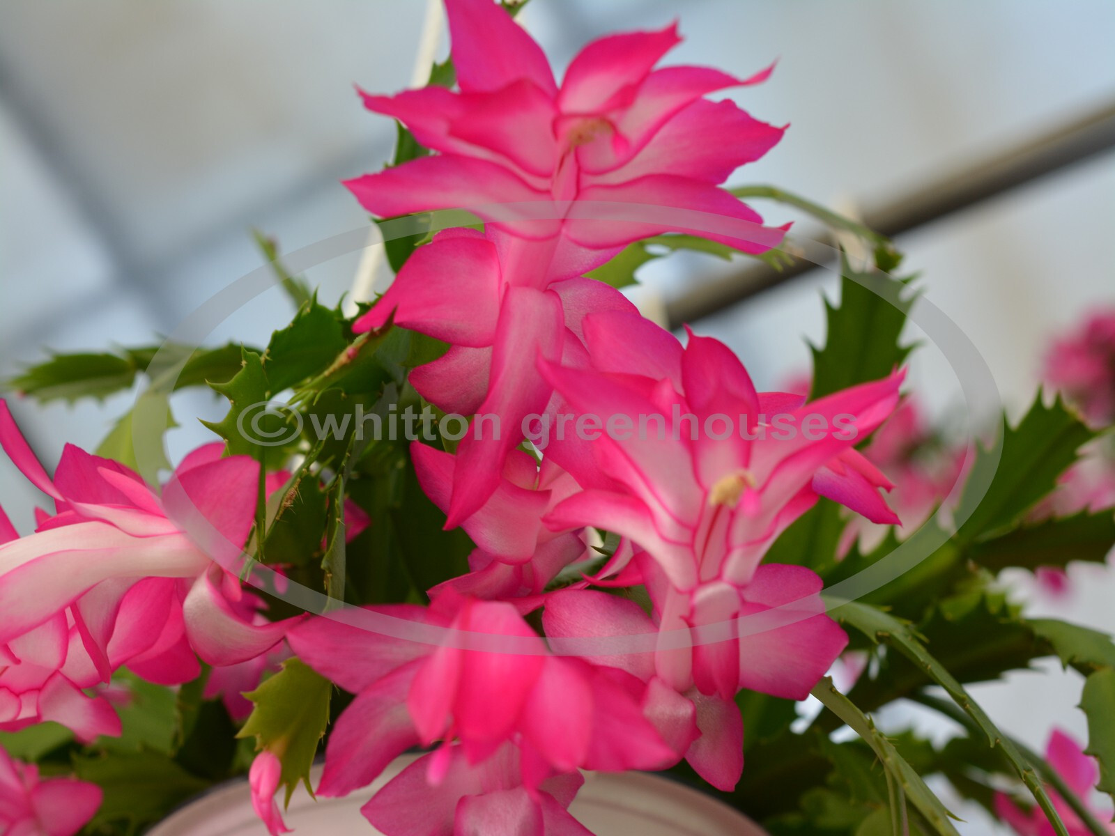 Christmas/Thanksgiving Cactus Assortment – 5 Starter Size Plants – All Different