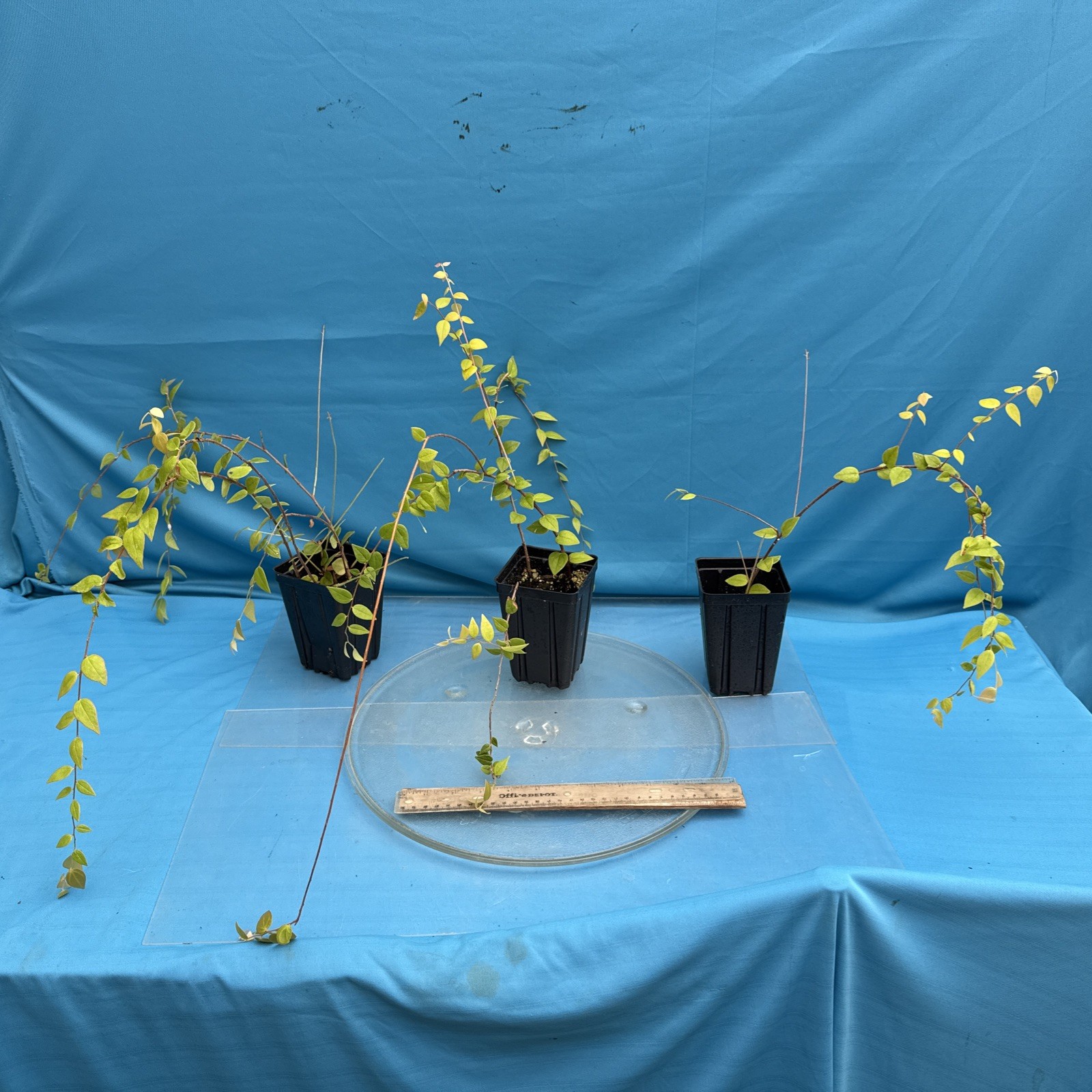 Sphyrospermum ellipticum Newly Established Large Neotropical Ericaceae 4.5” Pot