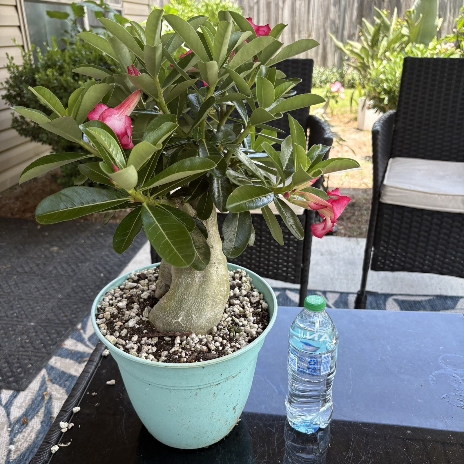 Adenium Obesum Desert Rose Seed Grown Short Stocky Pink Healthy