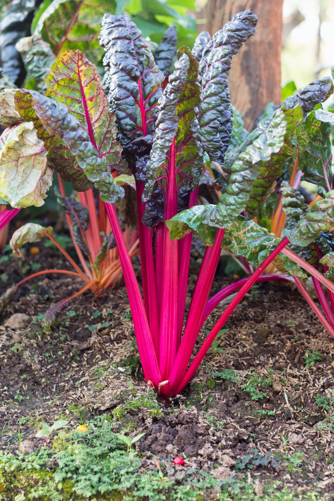 Magenta Sunset Swiss Chard Seeds (100) / EASY / FLORIDA GROWN / RARE