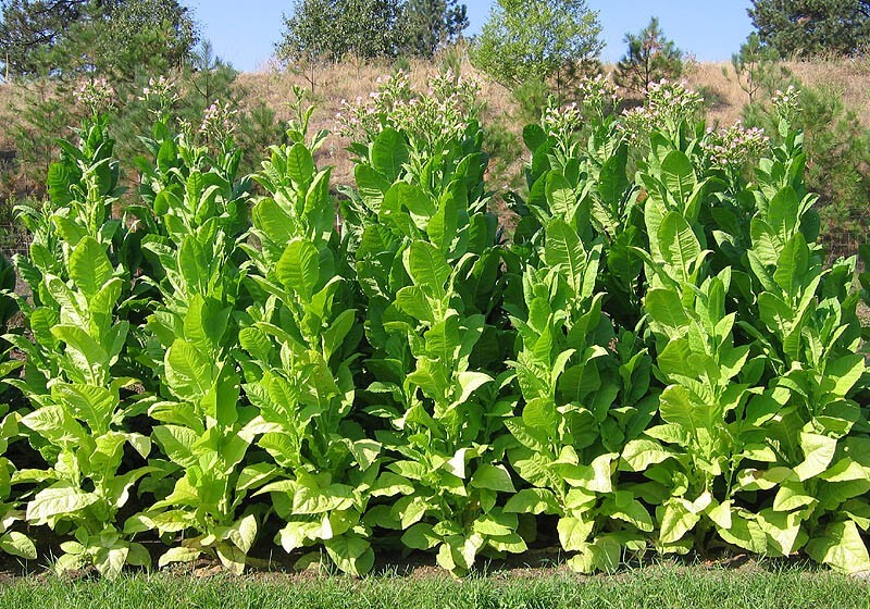 1000 African Red Tobacco Seeds ~ Bright Leaf Nicotiana Tabacum ~ High Nic!
