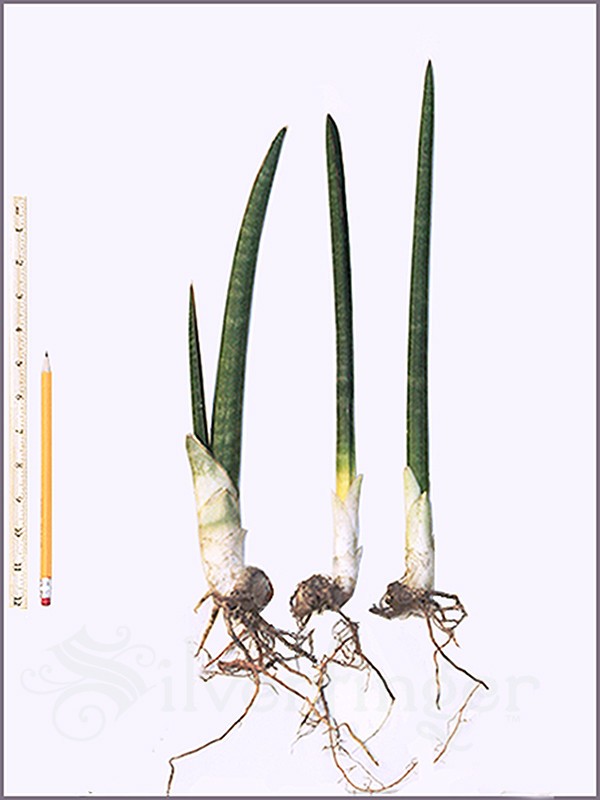Sansevieria Stuckyi — Zimbabwe : Leaf+Roots Robust Healthy Plant Elephant Tusks