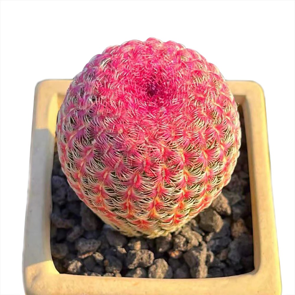 Rare Red Sun Cactus (Echinocereus rigidissimus) | Colorful Succulent Plant