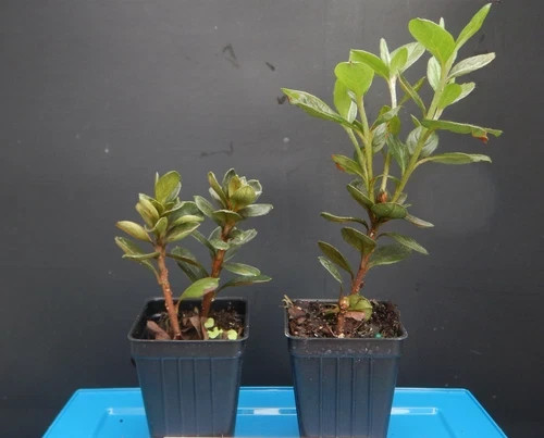 ~HAMPTON BEAUTY~~Azalea Rhododendron Deciduous Starter Plant~~RARE HEAVY BLOOMER