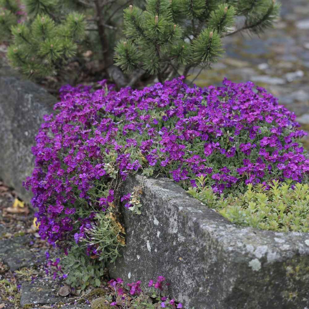 5000 Seeds Aubrieta Seeds – Rock Cress Ground Cover Plant Seed