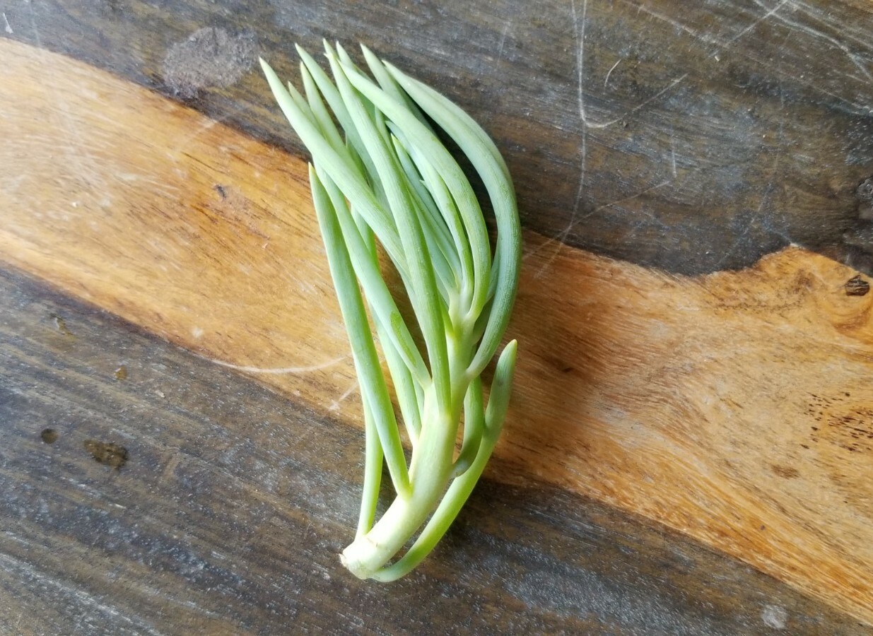 Senecio Vitalis Blue Serpents Mermaid’s Tail Chalk Fingers – Succulent Cuttings