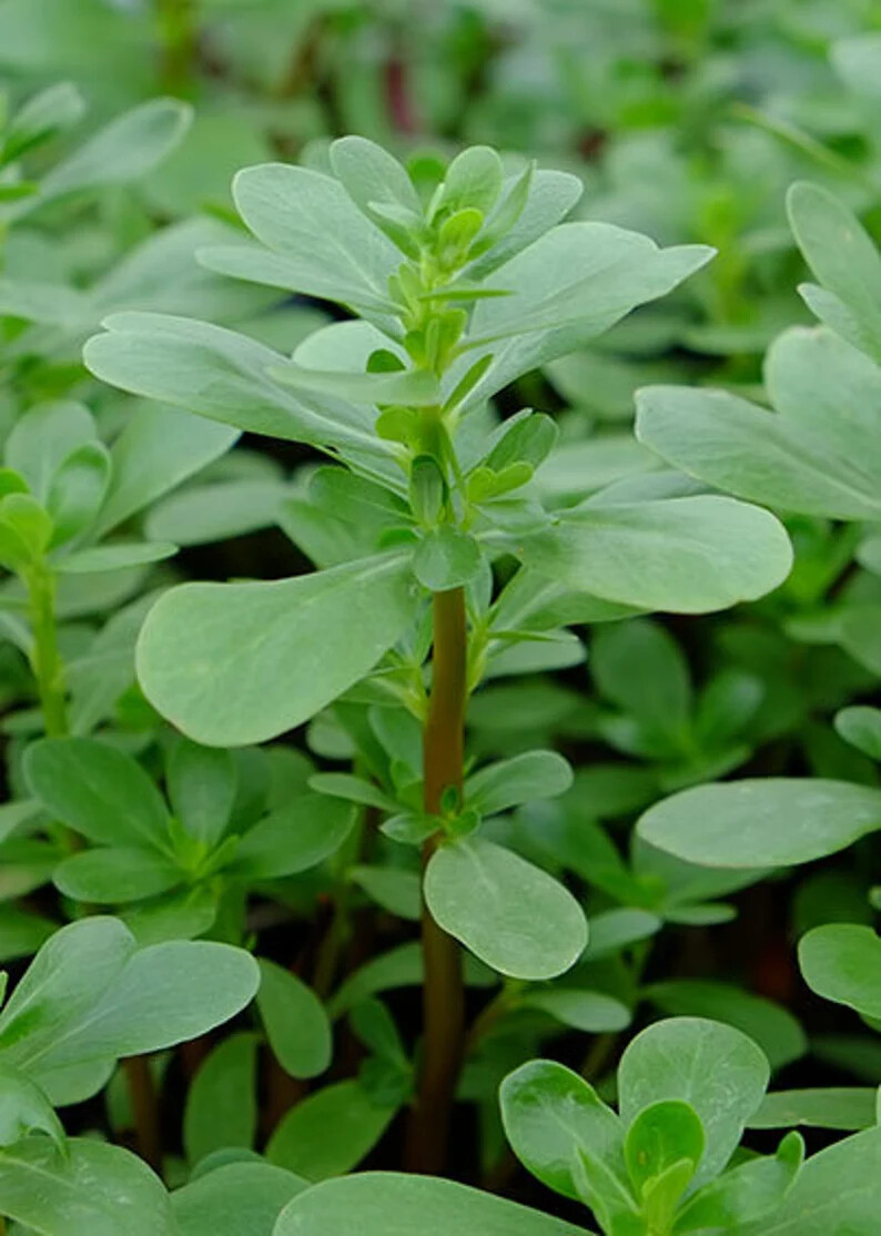 Green Purslane Seeds, Little Hogweed, Duckweed, Omega-3s, NON-GMO, FREE SHIPPING