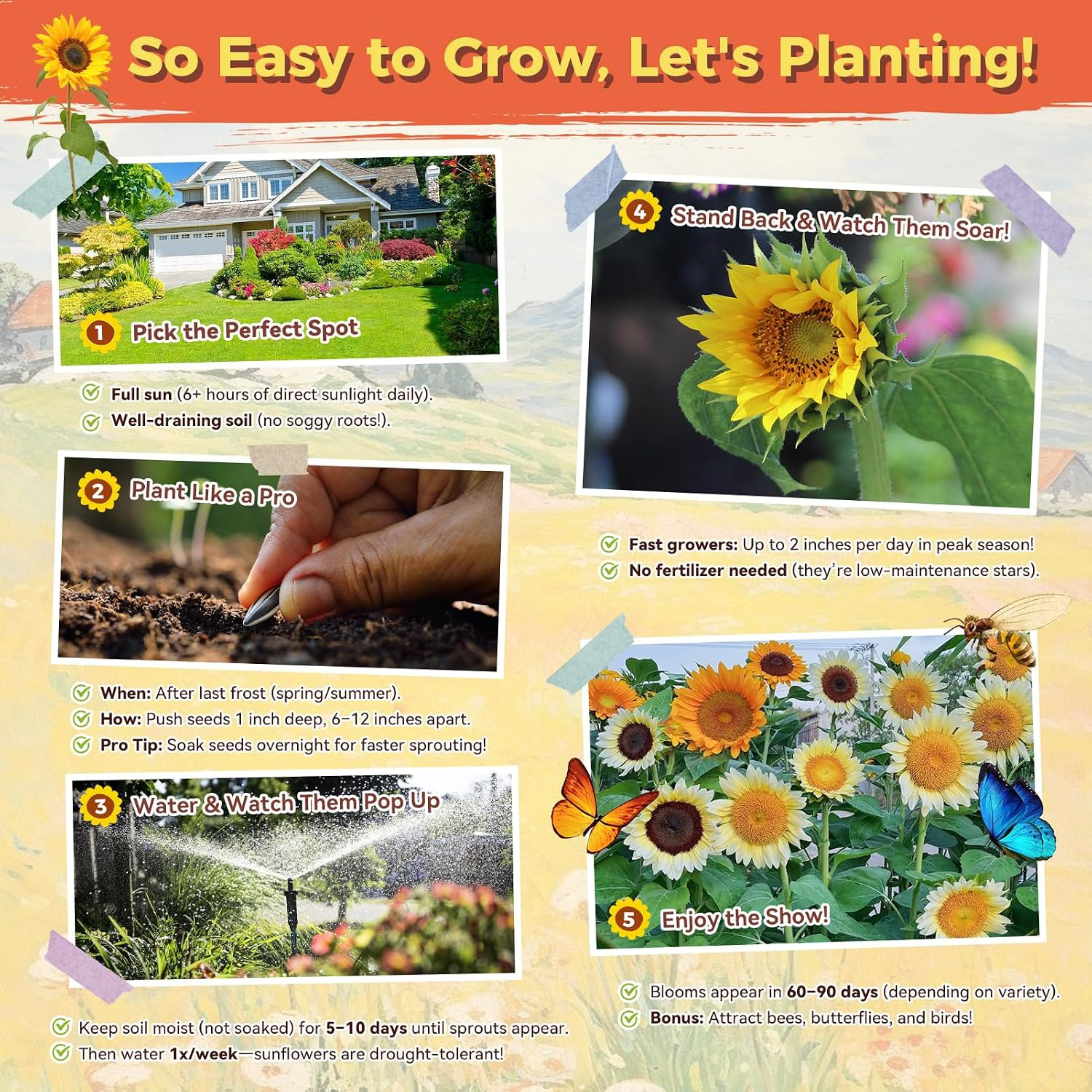 Sunflower Seeds for Planting | Giant Mammoth Sunflower Bulk Packet 3000+ Heir…
