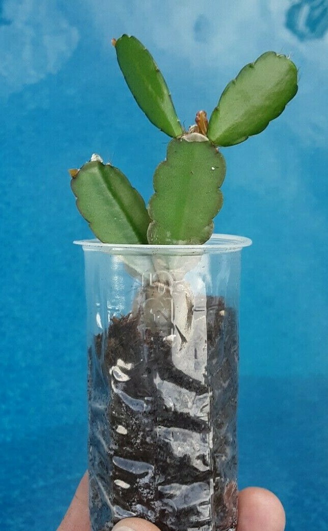 1 Christmas 1 Easter Cactus 1 Thanksgiving Cactus 3 LIVE PLANTS FREE SHIPPING $