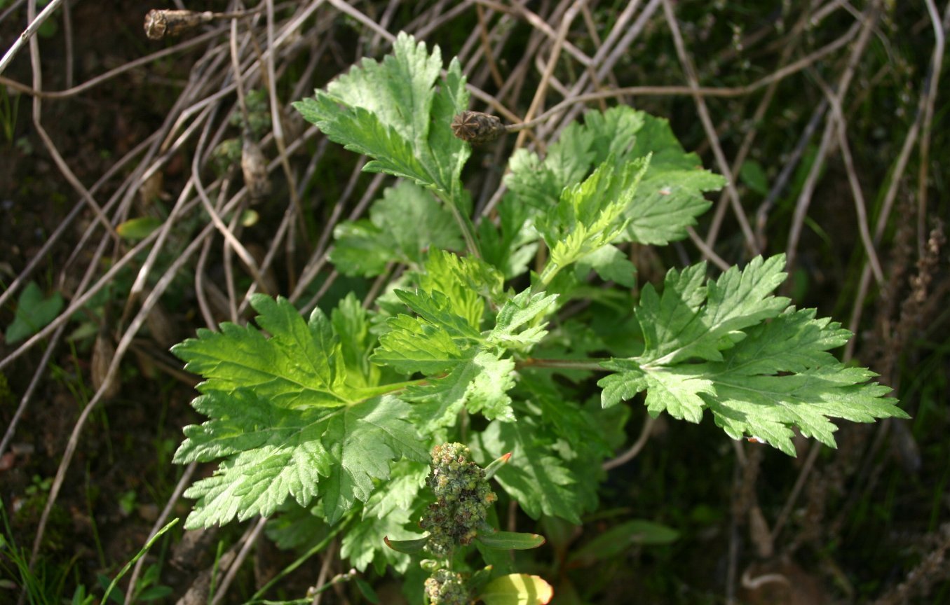 1000 Artemisia Vulgaris Seeds – Mugwort / Common Wormwood – Medicinal Herb