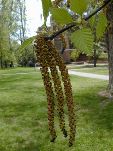 River Birch, (Black Birch), Betula nigra, Tree Seeds (Fast, Hardy, Fall Color)