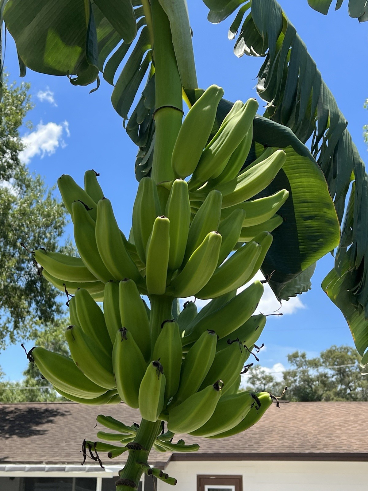 Burro Plantain Live Semilla Platano Tree 10in-18in With Corm Attached, Rootball